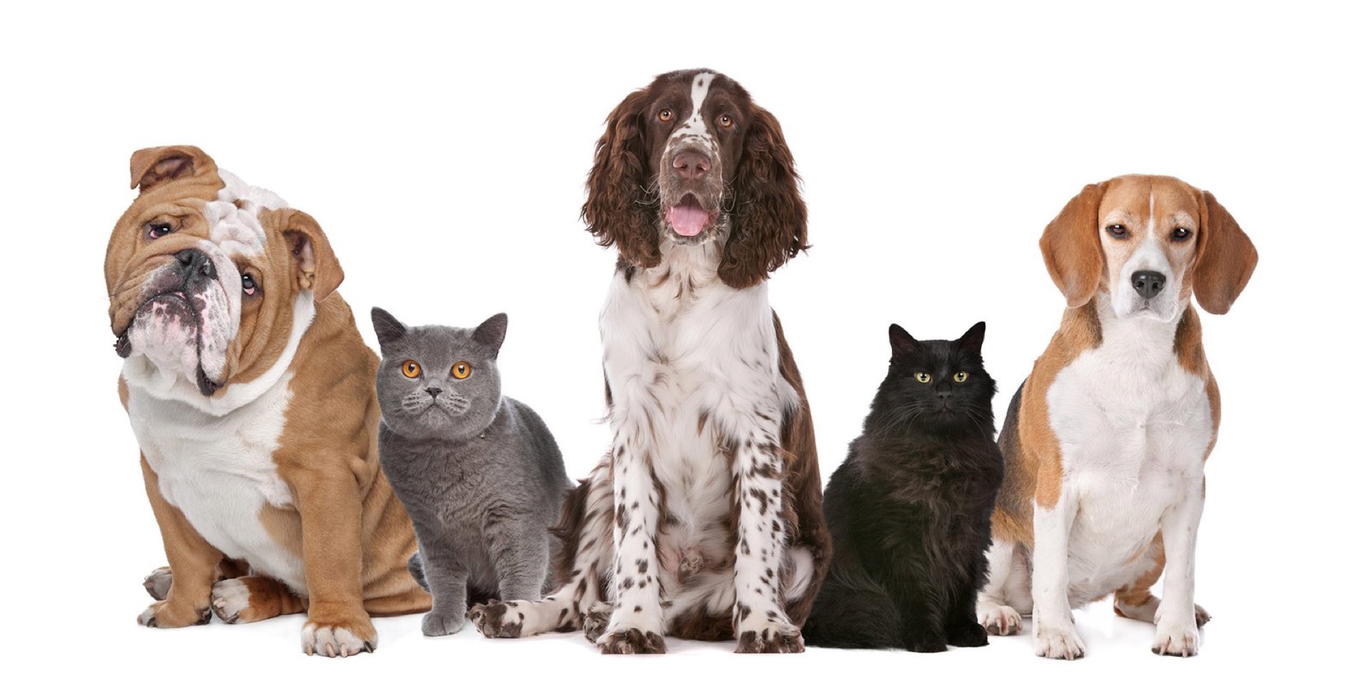 Orthoprovet veterinary orthopaedic supplies